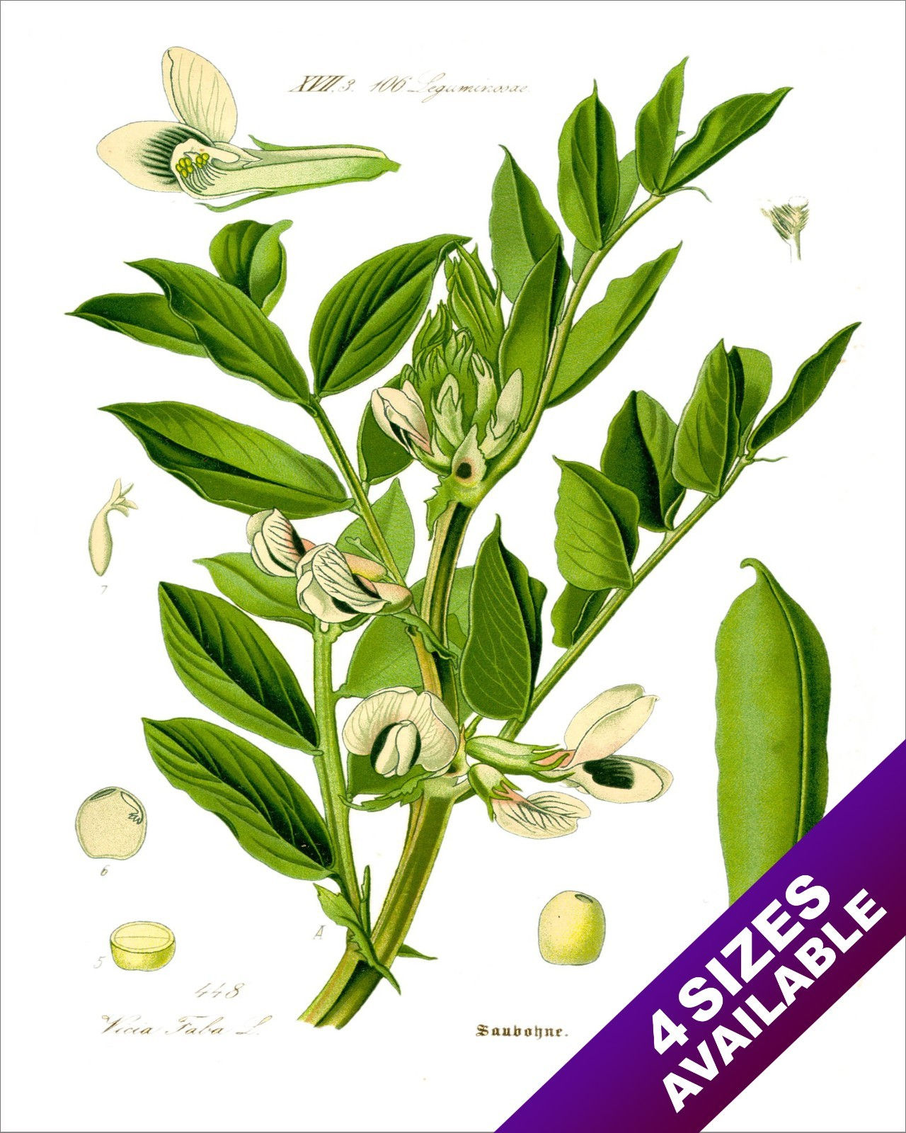 FAVA BROAD BEAN VEGETABLE PLANT ILLUSTRATION PAINTING ART REAL CANVAS PRINT