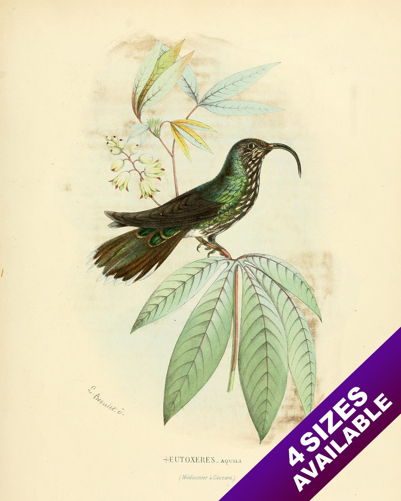 HUMMING BIRD PERCHED ON FLOWER PLANT PAINTING AVIAN ART REAL CANVAS PRINT