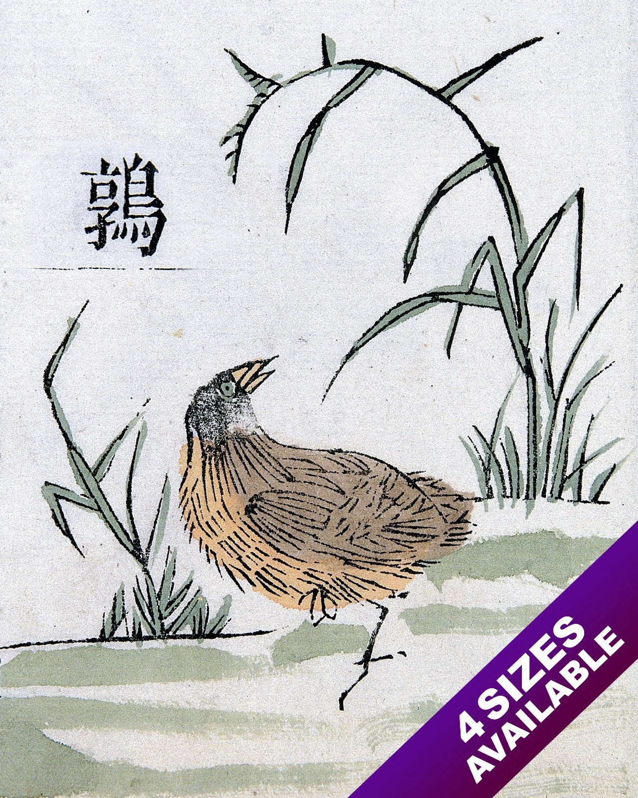 MING QUAIL BIRD CHINESE HERB ANIMAL PAINTING PET ART REAL CANVAS PRINT