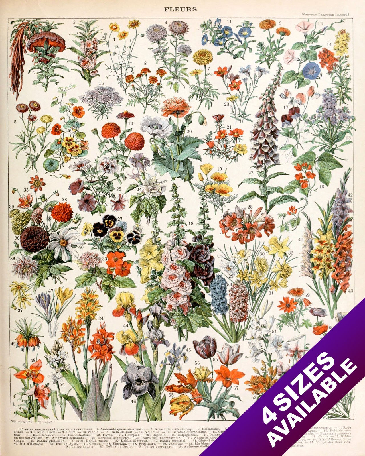 FLORAL ILLUSTRATION WITH FRENCH NAMES OF FLOWERS REAL CANVAS ART PRINT
