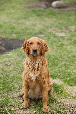 shaniataylorphotography- tlrphotos-0002.jpg