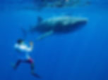 Swim with whale sharks