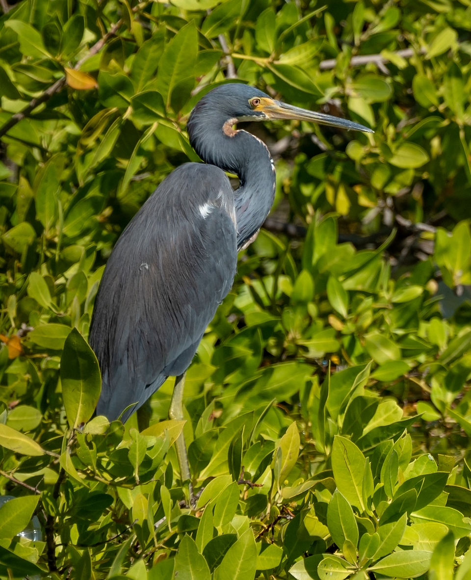Tricolored Heron (Egretta tricolor) [Photo: Jim Guy]