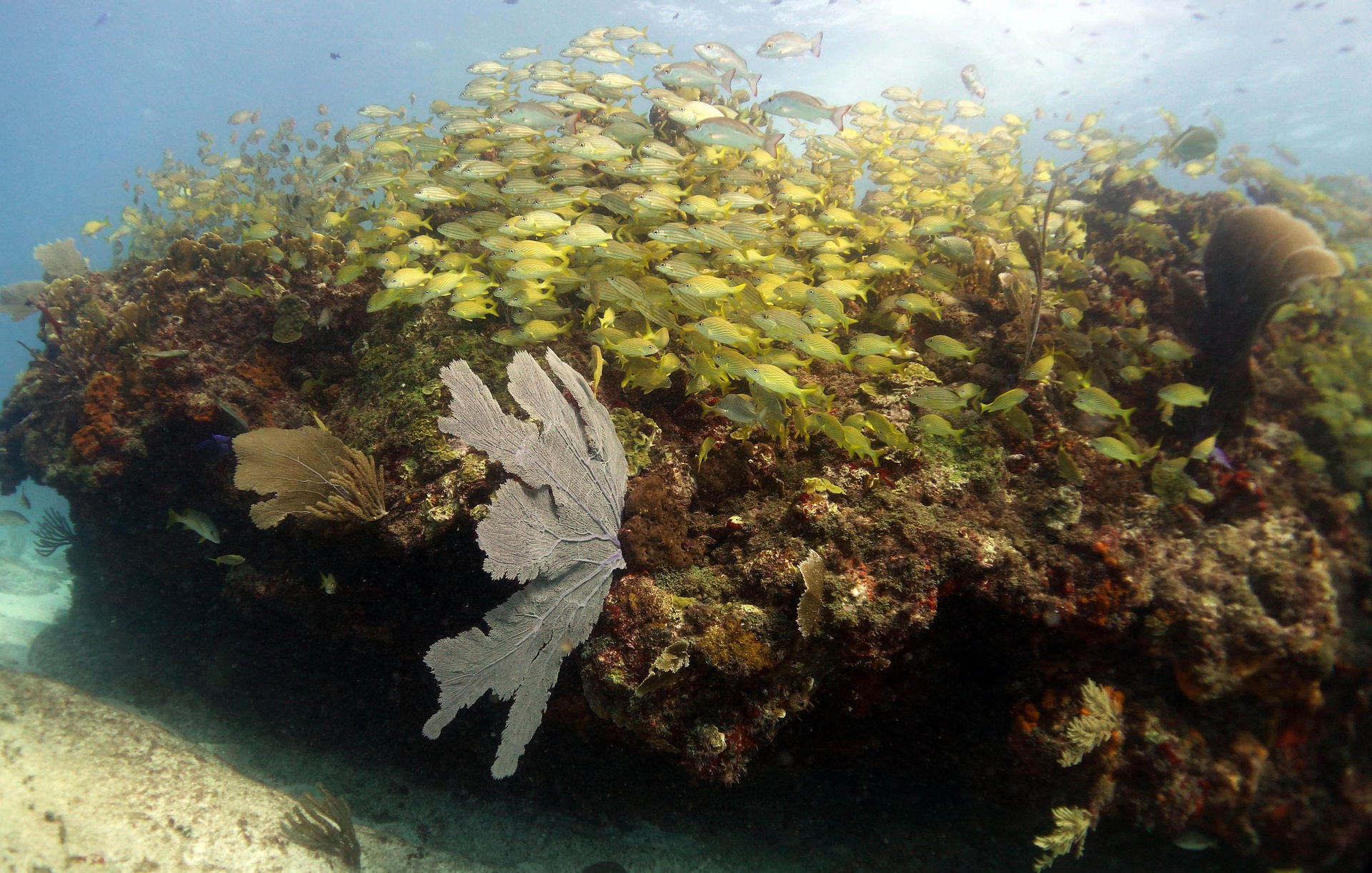 Manchones Reef, Mexico