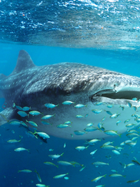 WHALE SHARKS