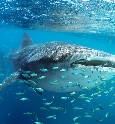 WHALE SHARKS