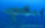 whale shark passing by