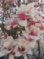 Thomas Franich Magnolia