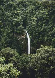 Thumbnail: Juma Sustainable Development Reserve REDD+