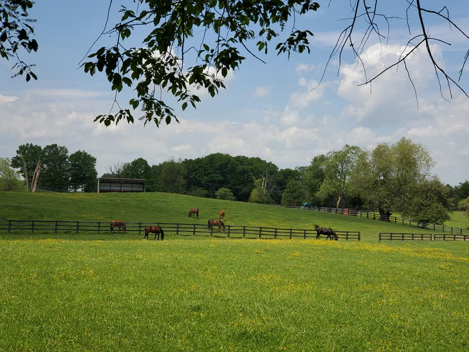 countryside and horses.jpeg