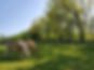 2 horses countryside_edited.jpg