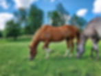 horses field sky nice_edited.jpg