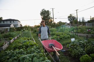 Where can I grow my own food? | Living in Wellness GAPS Gardening