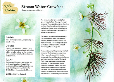 Wild wisdom_17_issue.png