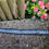 Miniature : collier chien taches