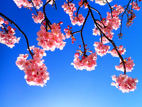 2026年東京水路桜シーズンレポート
