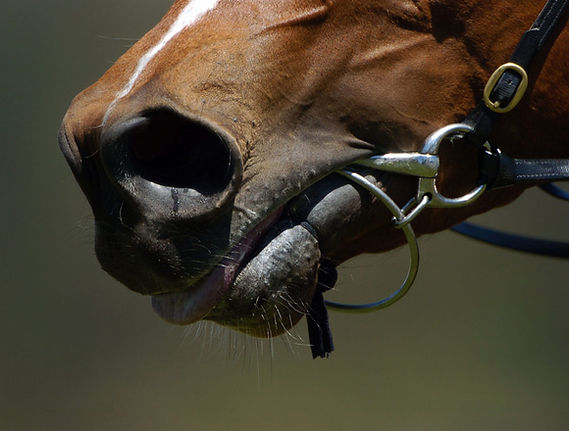 Horse Close-Up