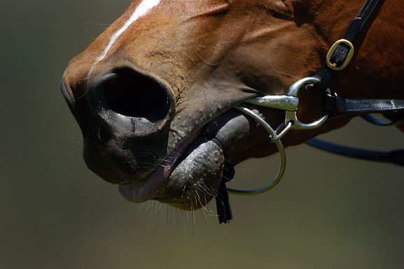 EFHD Equine Assisted Coaching