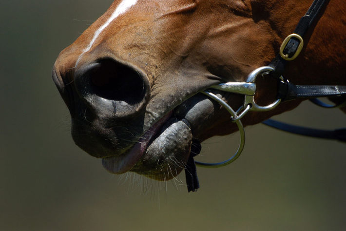 RETO DE LOS ALCALDES ANTE LA POLITICA DE BIENESTAR ANIMAL
“ ANIMALES DE TIRO ”