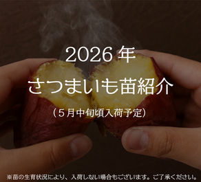 2026年 さつまいも苗特集