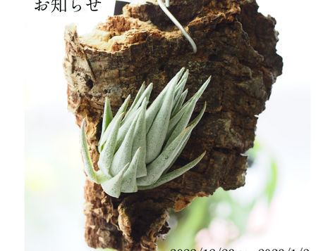 12月【今月のおしらせ】