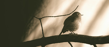 Little Bird_edited.jpg