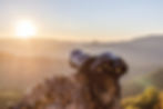 binoculars-on-top-of-rock (1).jpg