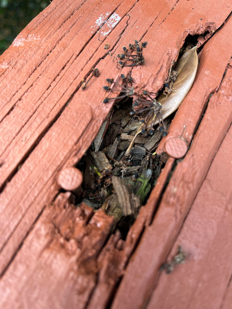 🛠️ 5 Signs It’s Time to Replace Your Fence