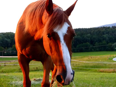 Zuhören, Verstehen, Annehmen, Verändern