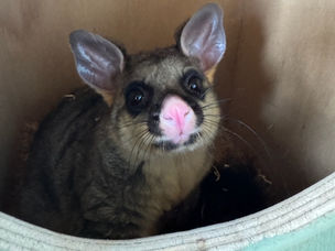 Small Mammals Team Welcomes New Resource for Possums