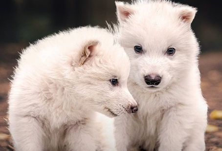 Dire wolf is reborn from 72000 years old gene!