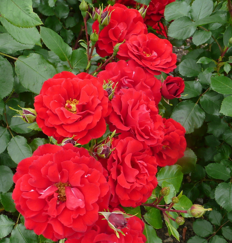 Colin Dickson Roses Roses for sale - Specialist nursery | Dickson Roses | United Kingdom