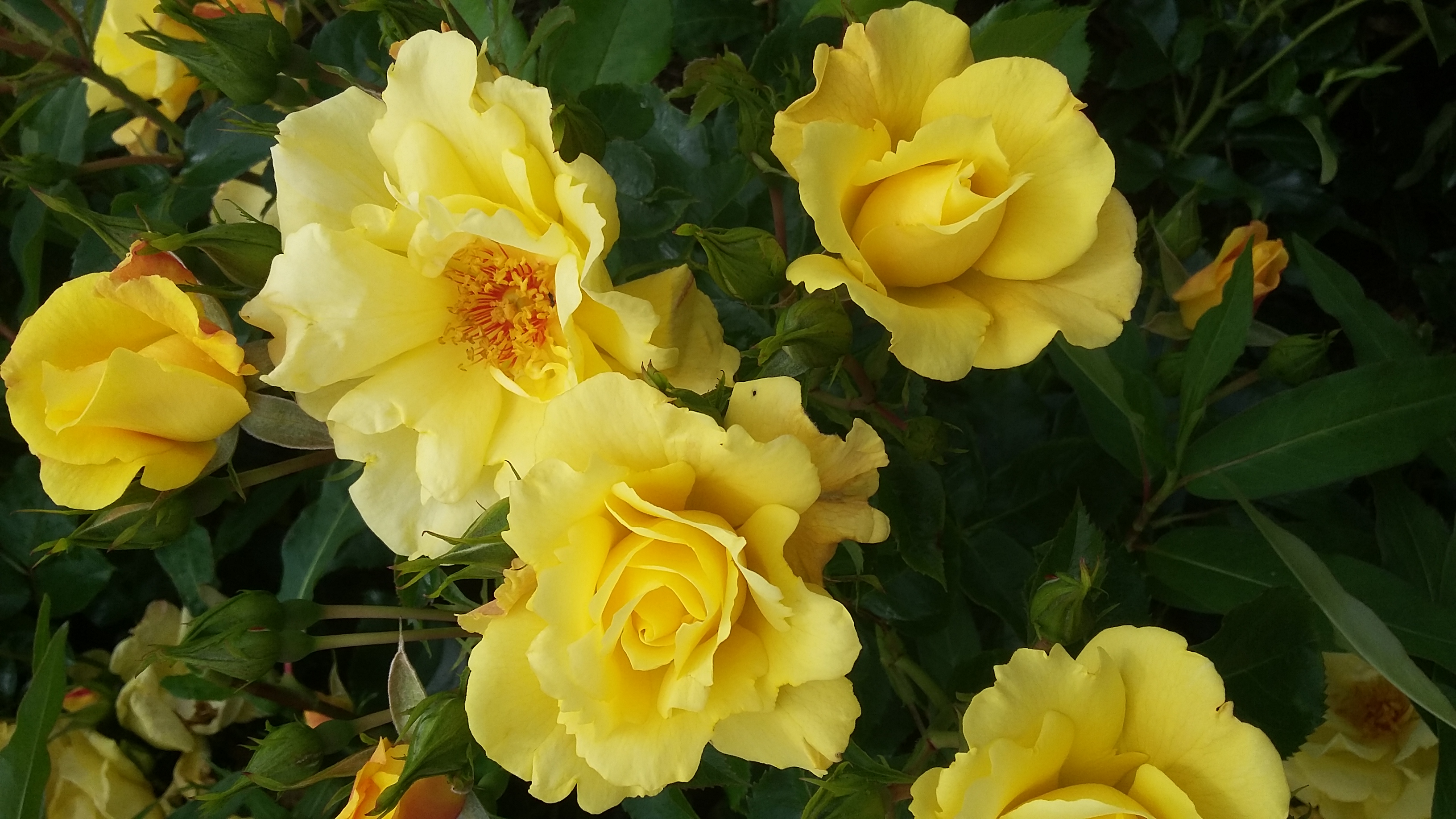 Rose Naming Opportunitites | Dickson Roses | United Kingdom