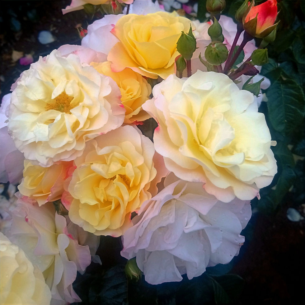 Colin Dickson Roses Roses for sale - Specialist nursery | Dickson Roses | United Kingdom