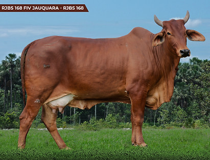 RJBS 168 FIV JAUQUARA - RJBS 168.jpg