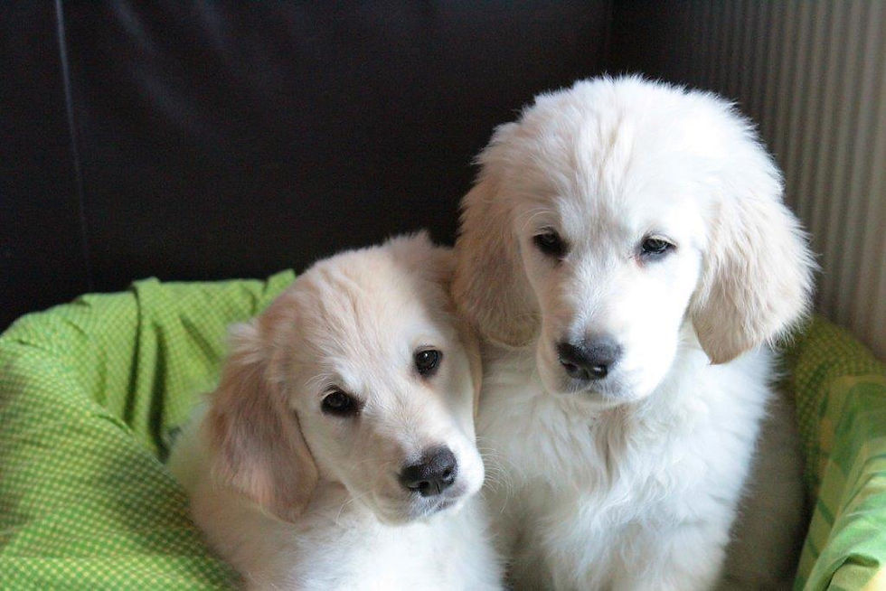 Noosa & Buddy