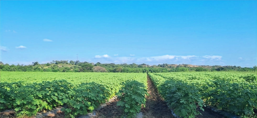 Sinclair okra fields