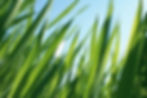 grass.jpg