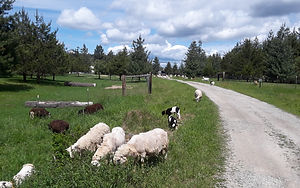 Bah Bah Blacktail Farm (41).jpg