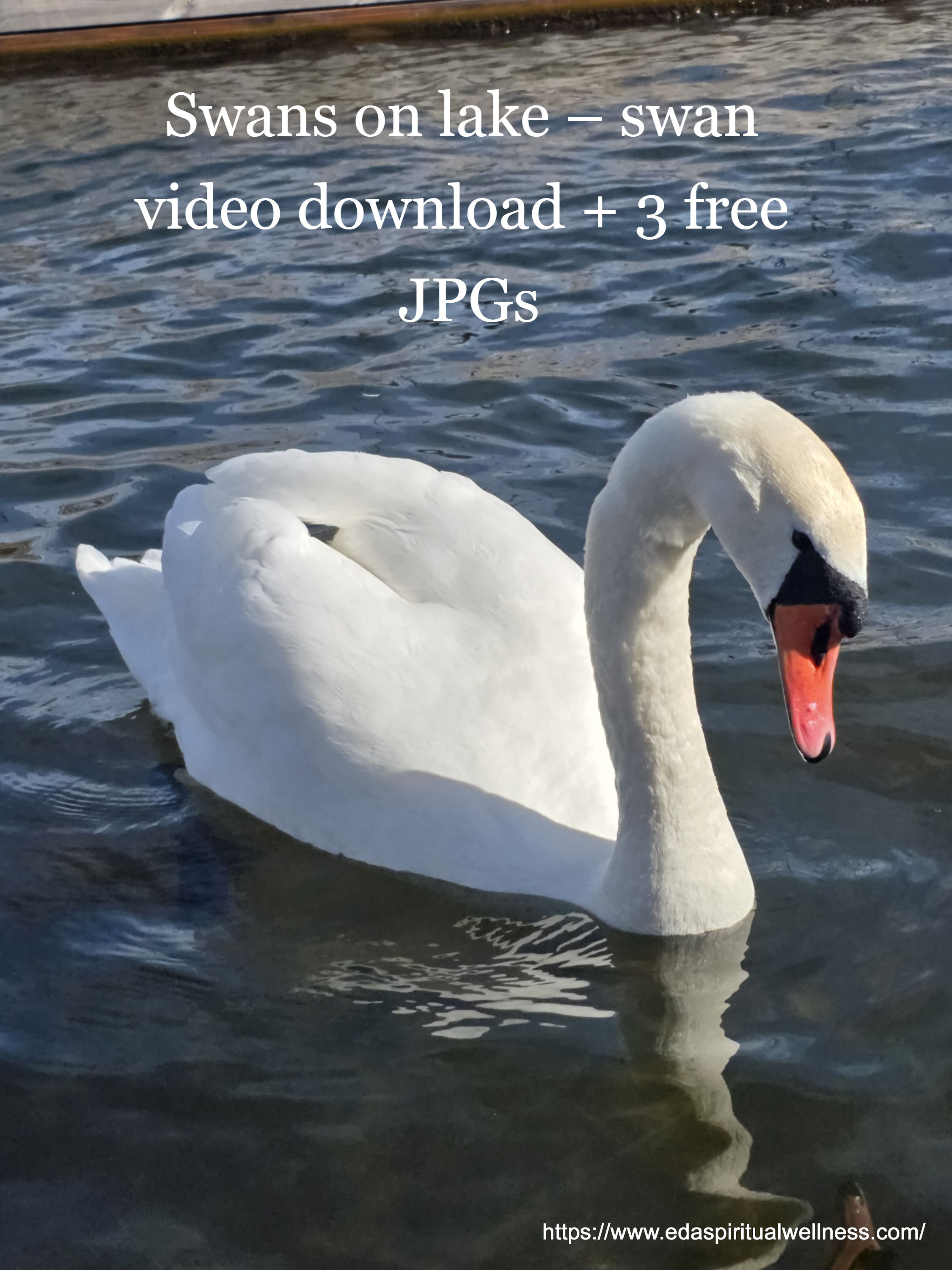 Swans on lake – swan video download + 3 free JPGs