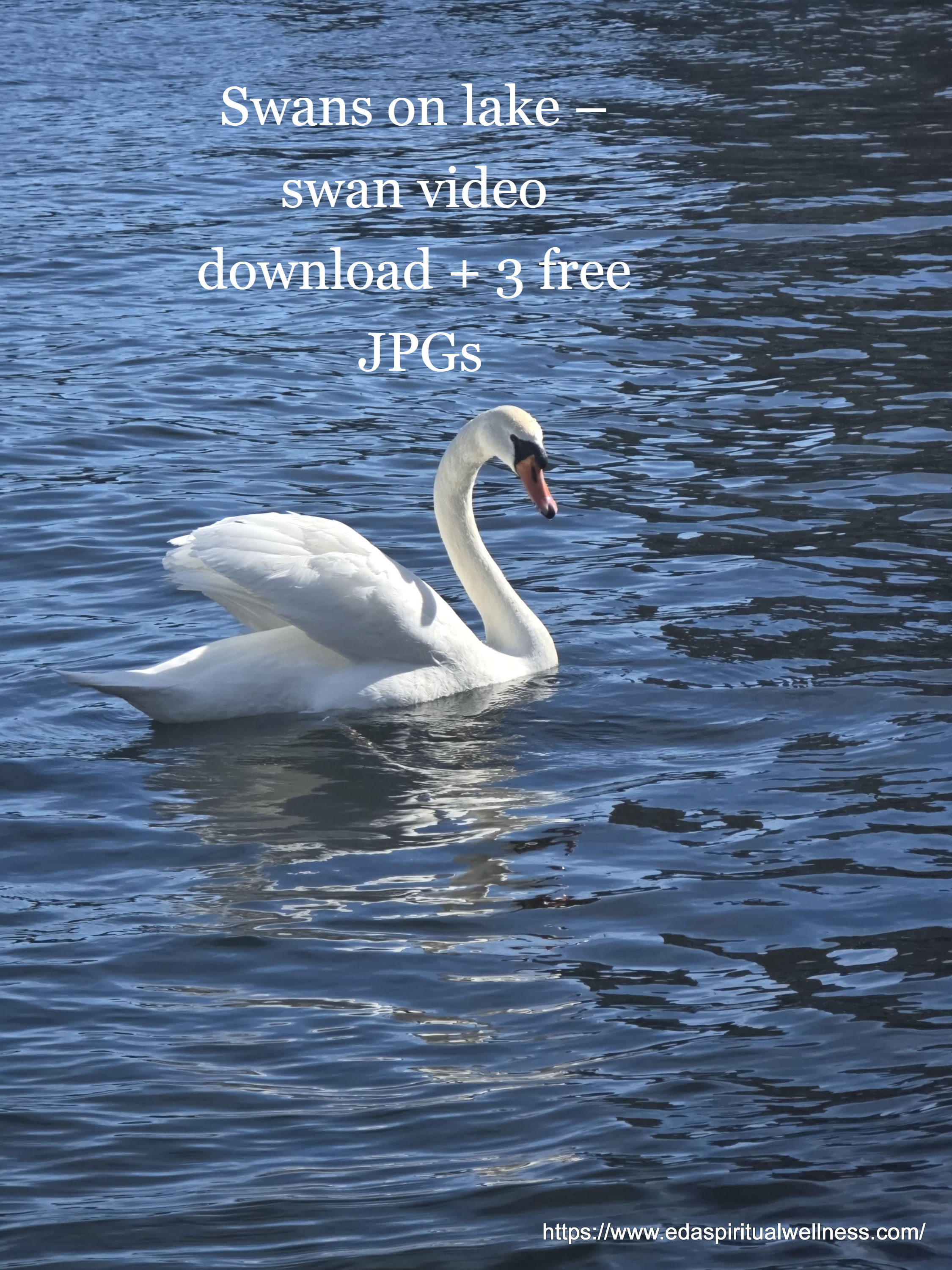 Swans on lake – swan video download + 3 free JPGs