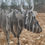 Thumbnail: Cow