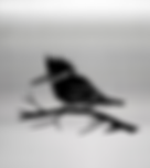 BIRDS WIX.png