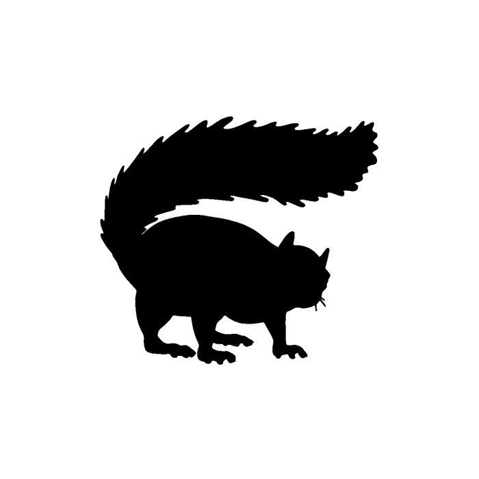 Squirrel 5