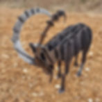 Thumbnail: Ibex - Wild Goat