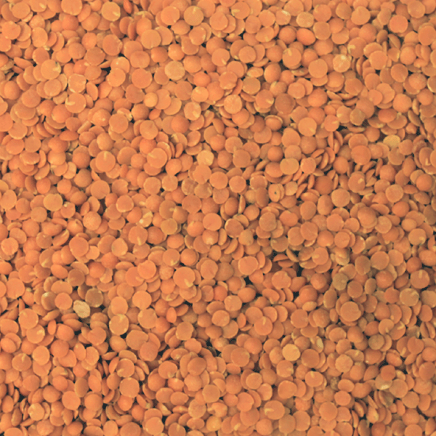 Red Split Lentils (500g) Organic