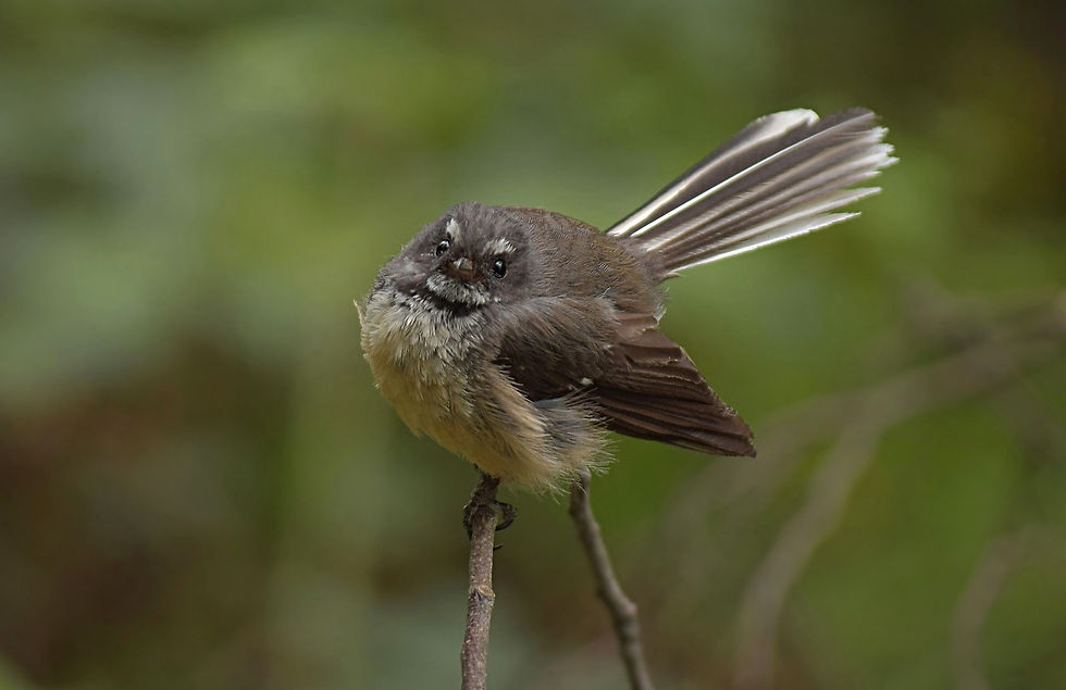 Thumbnail: Fantail