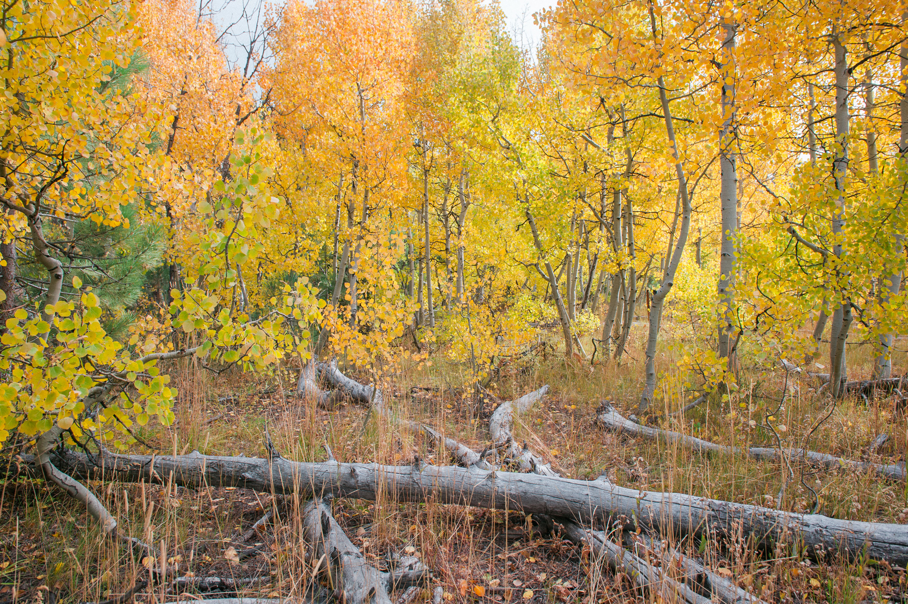 Aspen Glow, 2020 Edition Archival Matte Fine-Art Print