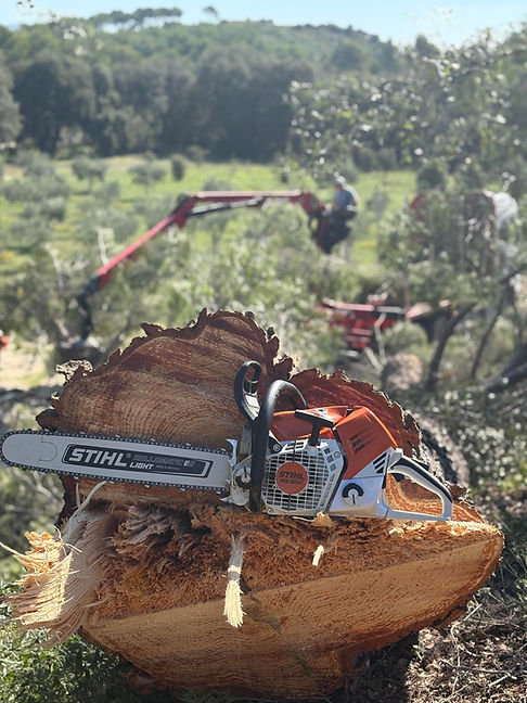 elagueur aix en provence
