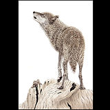 Drawing - Rust, M.jpg